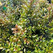 Image result for Syzygium Australe Seeds