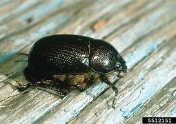 Image result for "carrot-beetle"