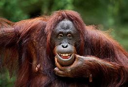 Image result for Big Funny Animals