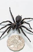 Image result for Male Sydney Funnel-Web Spider