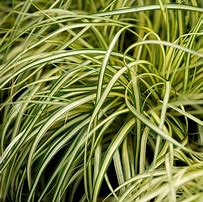 Image result for Carex oshimensis Everoro