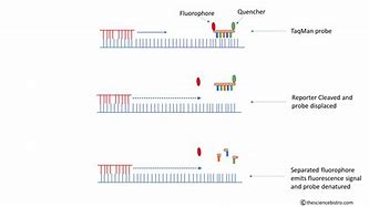 Image result for TaqMan PCR