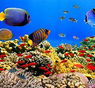 Image result for Underwater Desktop Themes