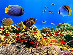 Image result for underwater screen savers