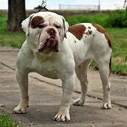 Image result for Bulldogge
