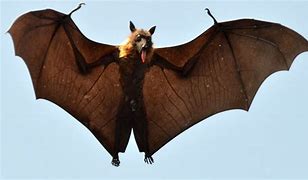 Image result for Bat Tongue
