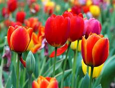 tulipani fiori tulipano tulipa tulipa bulbi tulipano tulipa bulbi tulipani fiori tulipano tulipa tulipa bulbi tulipano tulipa bulbi