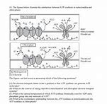 Image result for Difference Between Mitochondria and Chloroplast