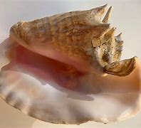 Image result for Conch Horn