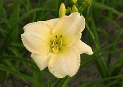 Image result for Hemerocallis Snowy Apparation