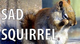 Image result for Sad Squirrel Meme