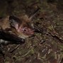 Image result for Short-Nosed Fruit Bat