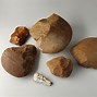 Image result for Prehistoric Artist Tools
