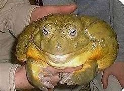 Image result for Big Frog Meme