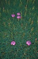 Image result for Dianthus webbianus