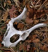 Image result for Whitetail Deer Bones