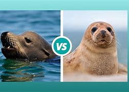Image result for What Is the Difference Between a Seal and a Sea Lion
