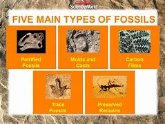 Image result for Fossil Identification Chart for Kids