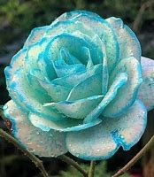 Image result for Black Rainbow Roses