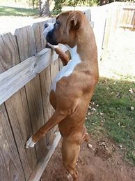 Image result for Silly Boxer Dog