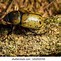 Image result for World's Largest Hercules Beetle