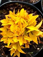Image result for Spiraea japonica Golden Princess