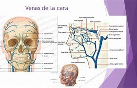 Image result for acenoides