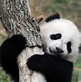 Image result for 9 Baby Panda Bears