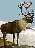 Image result for Caribou Hoof