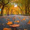 Image result for FALL SCENERY