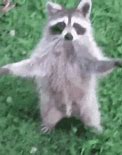 Image result for Raccoon Army Meme