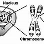 Image result for 20 Chromosome Map