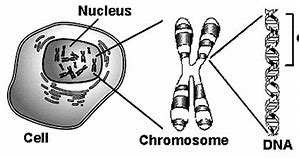 Image result for DNA Chromosomes Genes Relationship Diagram