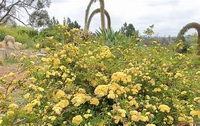Image result for Rosa Banksiae Lutea