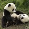 Image result for Newborn Baby Panda Bear