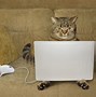 Image result for Cat in Front of Laptop Meme