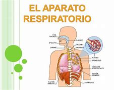 Image result for aparato