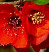 Image result for Trees with Small Red Flowers Spring