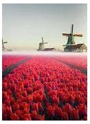 Image result for Tulips Holland Netherlands