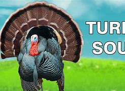 Image result for Turkey Sound Meme