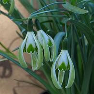 Image result for Galanthus Wifi Ufo