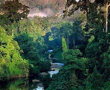 Image result for Southeast Asia Forest