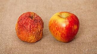 Image result for Manchineelthe Little Apple of Death