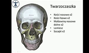 Image result for co_to_znaczy_zatoka_klinowa