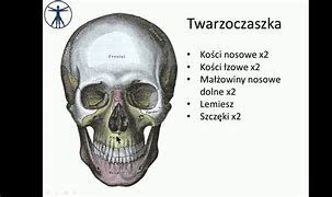 Image result for co_to_za_złota_czaszka