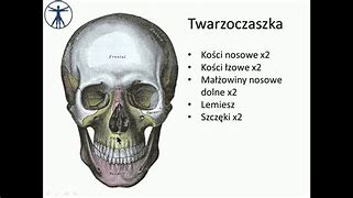 Image result for co_to_znaczy_złota_czaszka