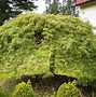 Image result for Japanese Maple Tree Growing Zones