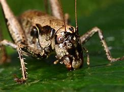 Image result for Pic of Cricket