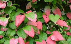 Image result for Actinidia kolomikta