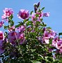 Image result for Hibiscus syriacus Flower Tower RUBY